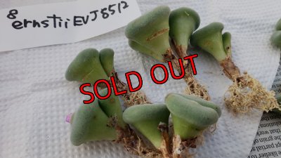 傷有りです。ご了承の上でご購入お願い致します。