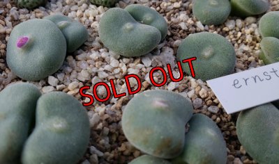 画像2:  ernstii EVJ8512【25-12】