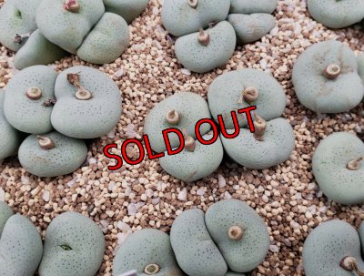 画像2:  jucundum subsp. ruschii【25-12】