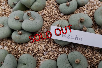 画像1:  jucundum subsp. ruschii【25-12】