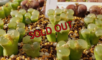 画像2: F50-20 spathulatum【25-12】