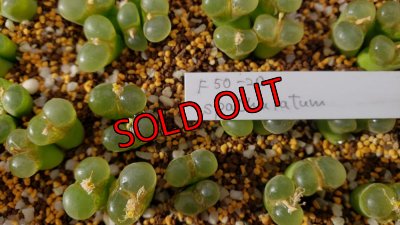 画像1: F50-20 spathulatum【25-12】