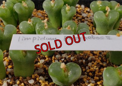 画像1: limpidum RosynebosII【25-12】