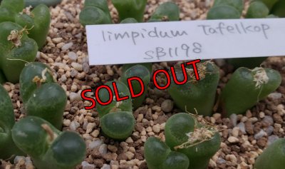 画像2: limpidum Tafelkop SB1198【25-12】