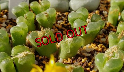 画像3: limpidum Tafelkop SB1198【25-12】