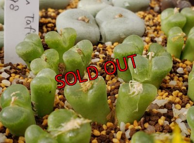 画像1: limpidum Tafelkop SB1198【25-12】