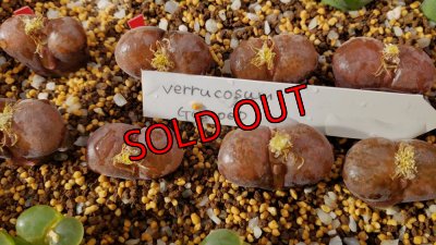 画像1: verrucosum Gamoep【25-12】