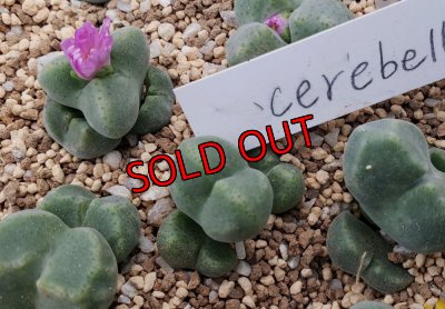 画像1: ernstii subsp. cerebellum【25-12】