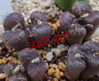 画像1: neohallii, ex SH2070 yellow flower /窓【25-12】