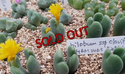 画像2: Claviferans H&M 2465【25-12】