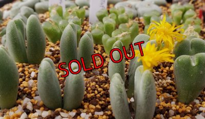 画像1: Claviferans H&M 2465【25-12】