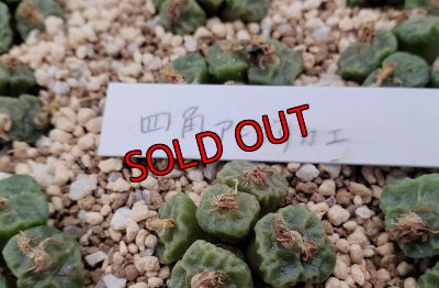 画像1: 四角アンゲリカエ【25-12】