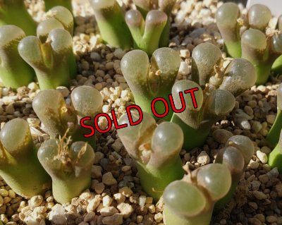 画像1:  Praesectum Pofadder【25-12】