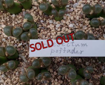 画像2:  Praesectum Pofadder【25-12】