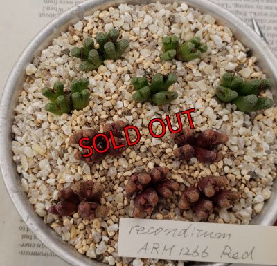 画像2: reconditum ARM1266 "Green type"【25-12】