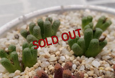 画像1: reconditum ARM1266 "Green type"【25-12】