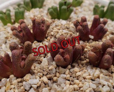 画像1: reconditum ARM1266 Red 【25-12】