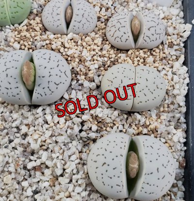 画像2:  vanzylii【25-11】