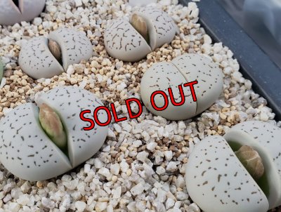 画像1:  vanzylii【25-11】