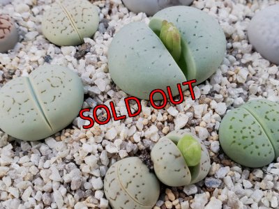 2Hの分は色が薄いですがエメラルドです