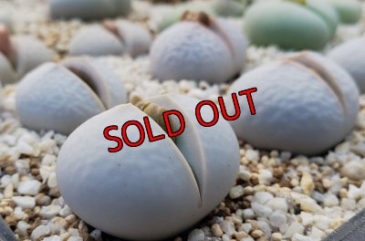 画像2: Dintheranthus pole-evansii 南蛮玉【25-11】