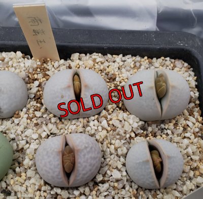 画像1: Dintheranthus pole-evansii 南蛮玉【25-11】