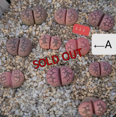 画像1: Yamato Granat【25-11】