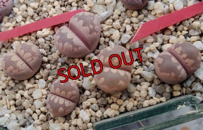 画像1:  'Pink -Otsue' ex. C128/2H【25-11】