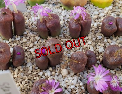 画像1:  lithopsoides ssp. boreale【25-11】