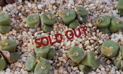 画像2: cubicum ex. Purple Eye【25-11】