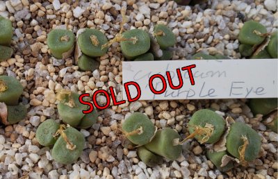 画像1: cubicum ex. Purple Eye【25-11】