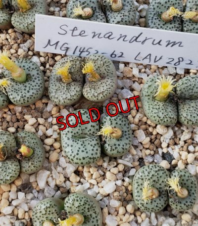 画像2: stenandrum LAV28279【25-12】