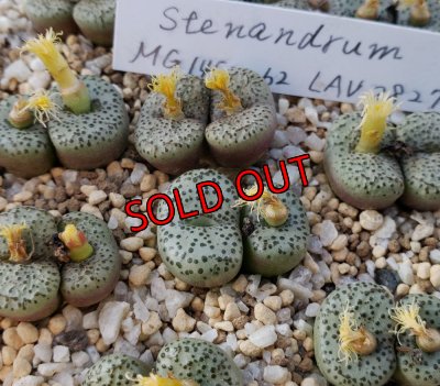 画像1: stenandrum LAV28279【25-12】