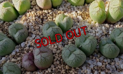 画像1: ficiforme worcester /白　2H【25-11】