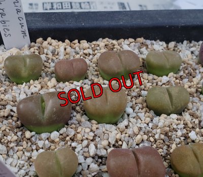 画像2: maughanii ssp armeniacum N Aughrabies,【25-11】