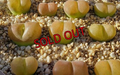 画像1: maughanii ssp armeniacum N Aughrabies,【25-11】