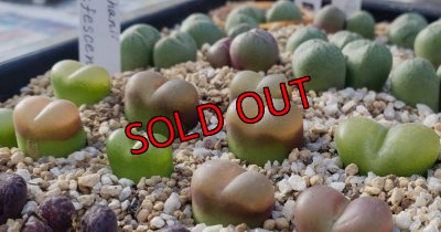 画像2: maughanii  rufescens 【25-11】