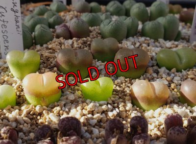 画像1: maughanii  rufescens 【25-11】