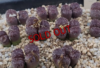 画像1: pellucidum ssp. neohalii  ”Makin`s Plum”T1【25-11】