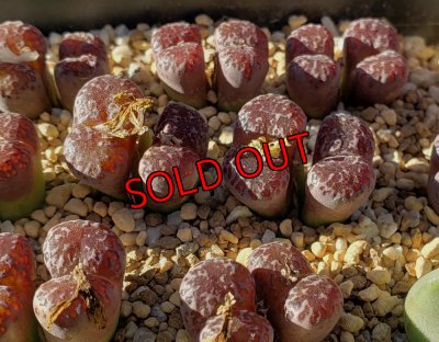 画像3: pellucidum ssp. neohalii  ”Makin`s Plum”T1【25-11】