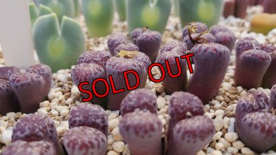 画像2: pellucidum ssp. neohalii  ”Makin`s Plum”T1【25-11】