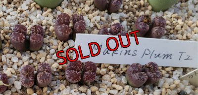 画像1: pellucidum ssp. neohalii  ”Makin`s Plum”T2【25-11】