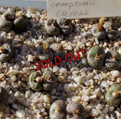 画像2: Comptonii CR1022【25-11】