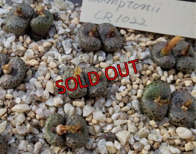 画像1: Comptonii CR1022【25-11】