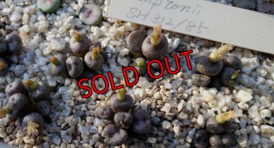 画像1: Comptonii SH312/85【25-11】