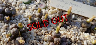 画像2: Comptonii SH312/85【25-11】