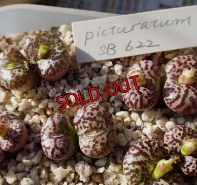 画像1: obcordellum picturatum SB622【25-11】