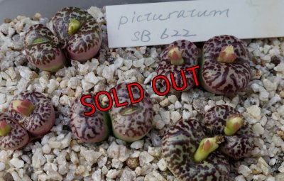 画像2: obcordellum picturatum SB622【25-11】