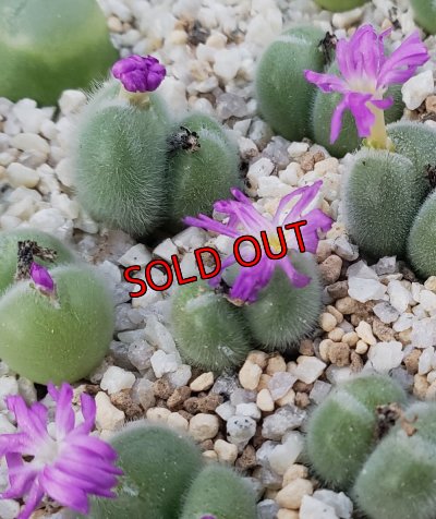 画像2: mirabile　【25-11】