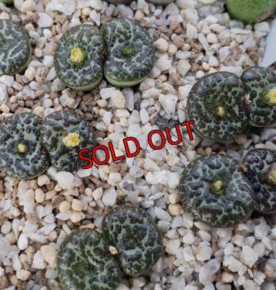 画像1: ursprungianum 大黒天　【25-11】